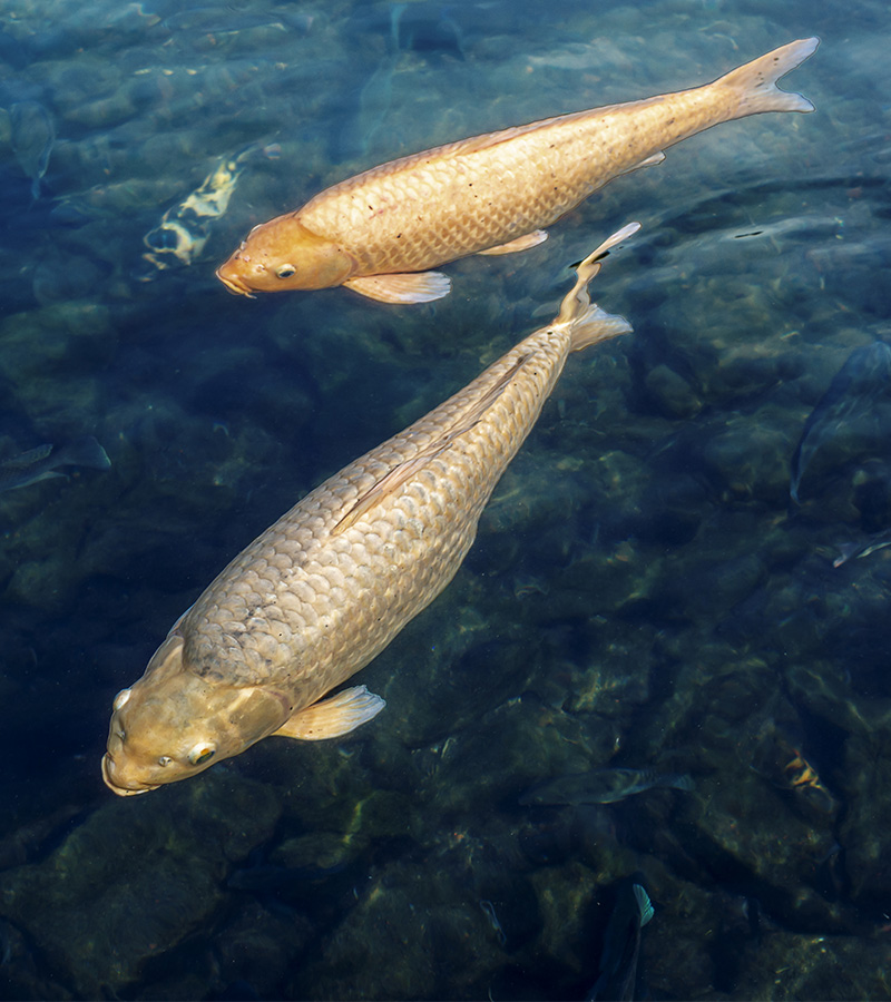 Pêche à la carpe : vivez une session No Kill d’exception