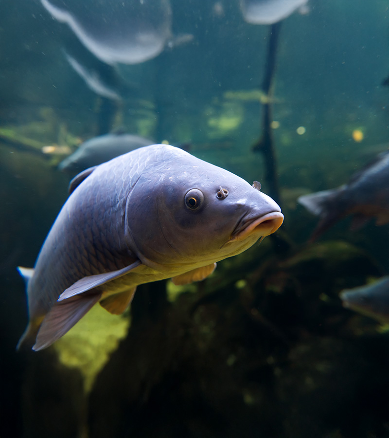 Session 48h : comment bien préparer sa pêche à la carpe ?